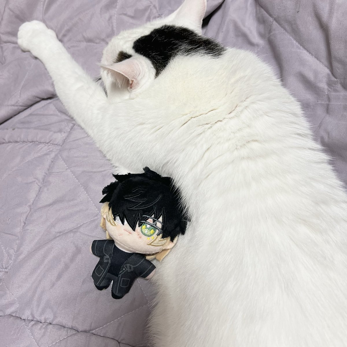 そういえばキラメモ京都会場でトワ買った。