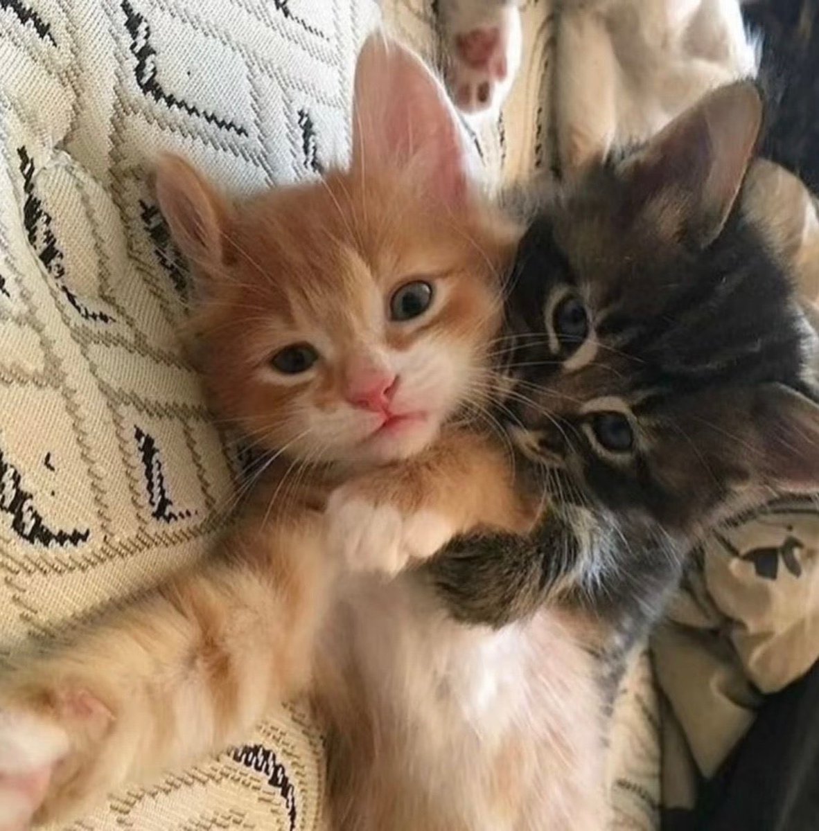 🥡 (@ingodblessu) on Twitter photo 
