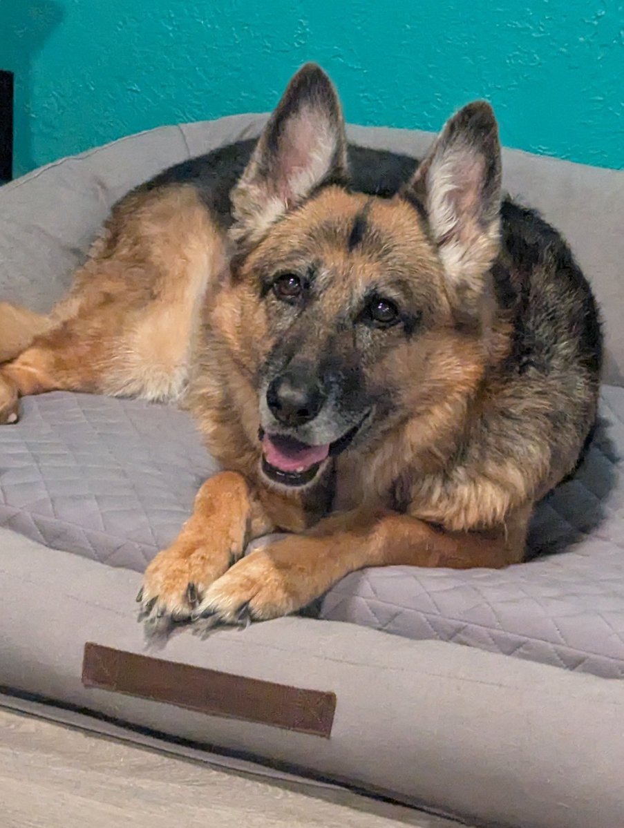 vimandlinuxuser's tweet image. I may be on X even less, since I probably won't renew my X subscription and I REALLY don't like the ads here.
I'm a little saddened by this .. but my friend group no longer exists (the one Ludi used to be part of) which also makes me sad in itself.
And I've tried and failed to…