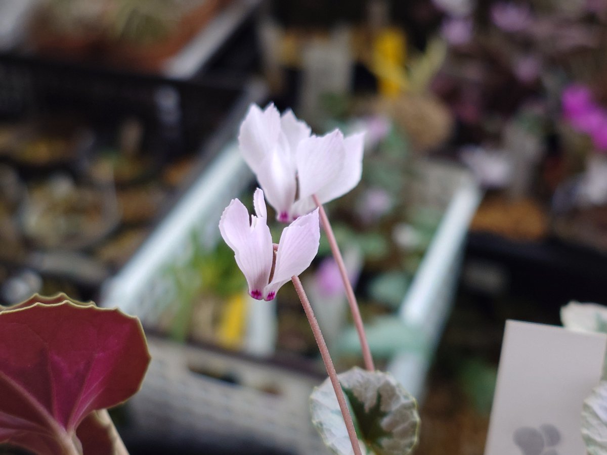 amay バタデコーラ　黒に白水玉と赤バラ amay バタデコーラ 黒に白水玉と赤バラ 2025年最新