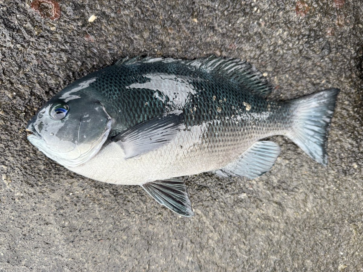 ぽんた🎣 (@ponta6164) / Posts / X