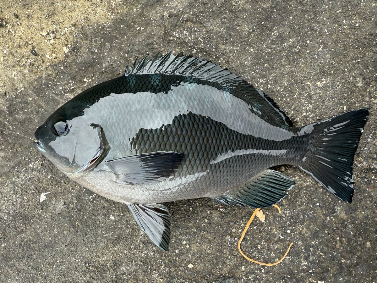 ぽんた🎣 (@ponta6164) / Posts / X