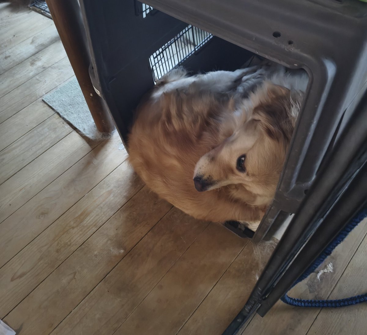 外出から帰ったら犬が拗ねに拗ねた上よく分からない構造になってて飼い主困惑