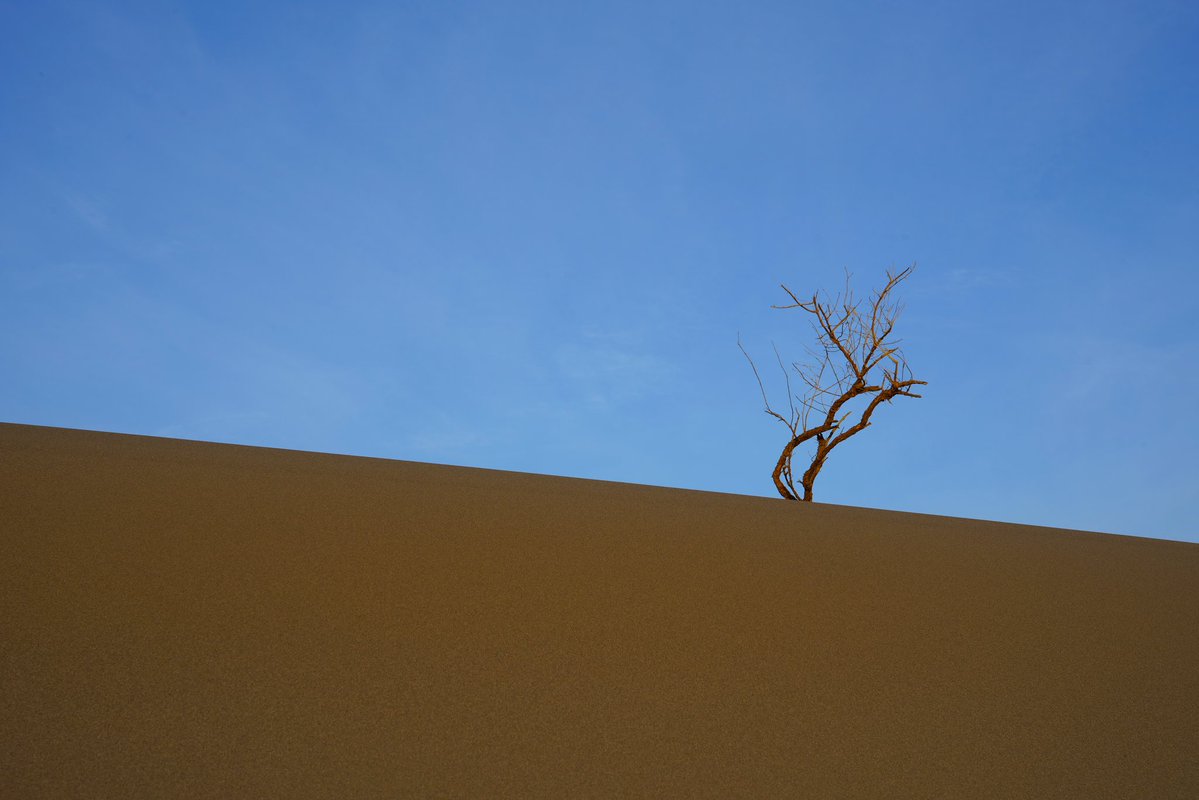 _Ahmadi_Ahmad_'s tweet image. Happy Sunday,
"Standing alone"
3.5 #tezos
4/11
#photography #tezosart 
🔗👇🏻