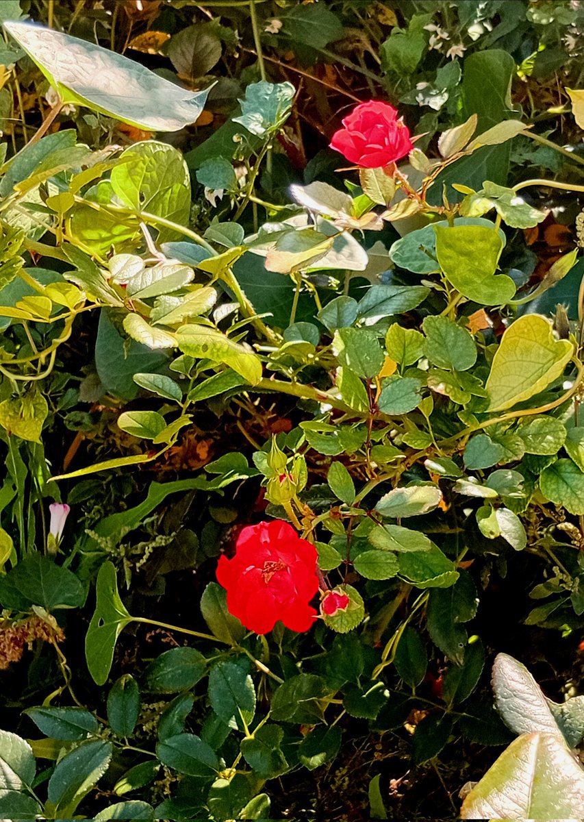 Катерина Галич tweet media