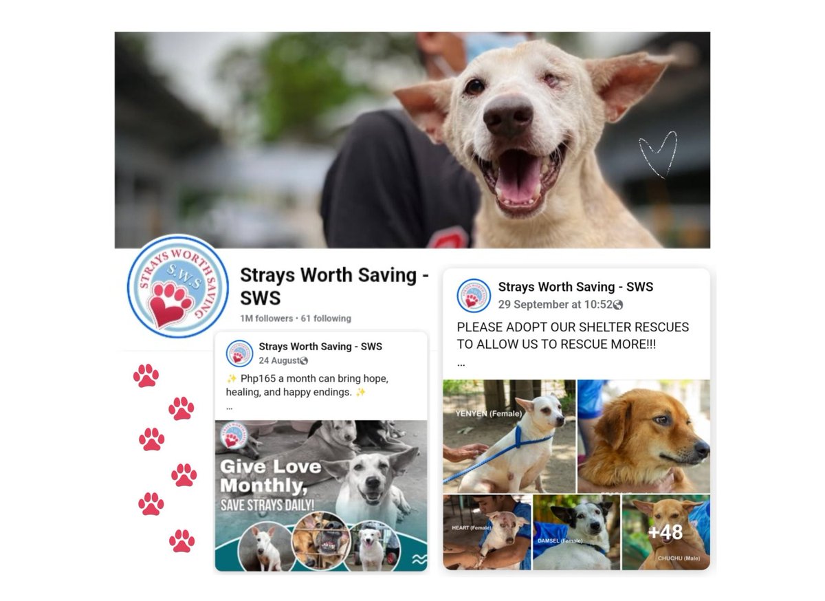 for nani's 28th birthday, a donation under his name was made to a rescue organization here in the philippines. strays worth saving do tireless work in the rescue, rehabilitation, and adoption of strays, all of whom deserves a chance at a better life. the amount is equivalent to