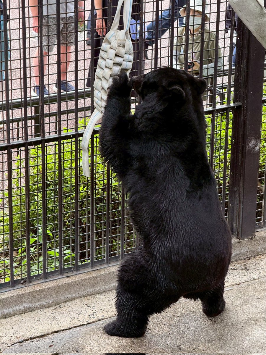 コ熊‼️ Gecko-Cam GENESIS G35 / G35 Vinatage '66 | 制作機器 | ナック