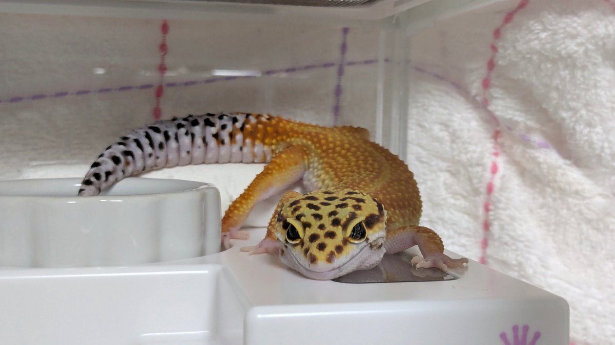 きぃちゃん on X