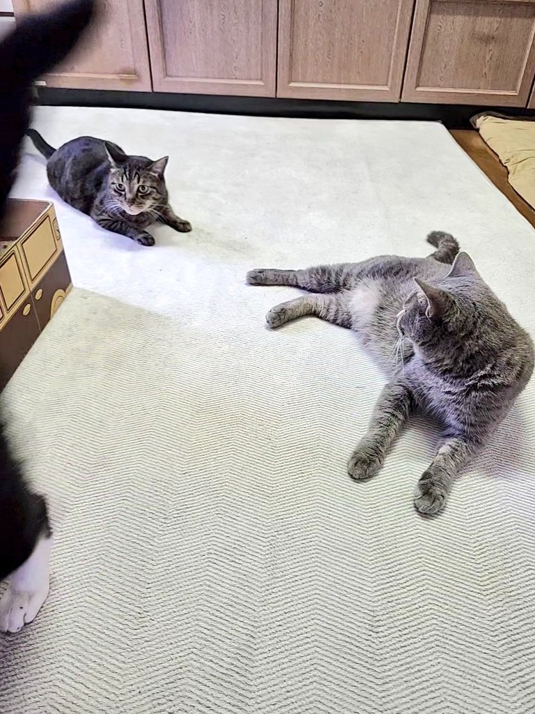 2・3・2　😺😺😺

#猫のいる暮らし 
#ねこかわいいね