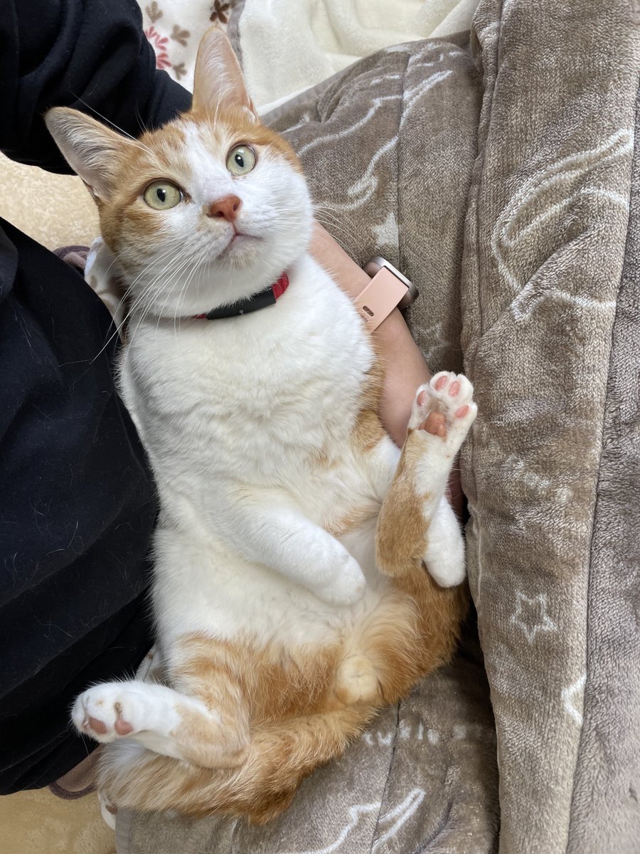 つくね (@tsukune0216) / Posts / X