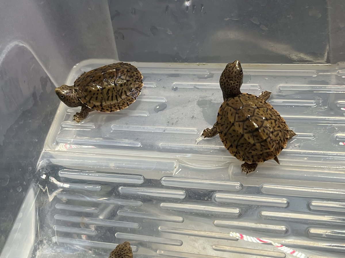 ゾウs・m 亀 ゾウs・m 亀