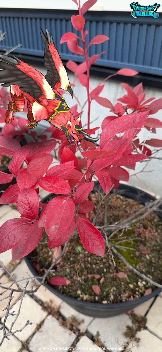 #DQウォーク
#ドラクエウォーク
#かいしんの一枚 
ブルーベリー🫐の苗って、
紅葉するのご存知ですか？☺️🍁

今年は
風が強い日が少なかったので、
葉が落ちず、
綺麗に紅葉しました☺️