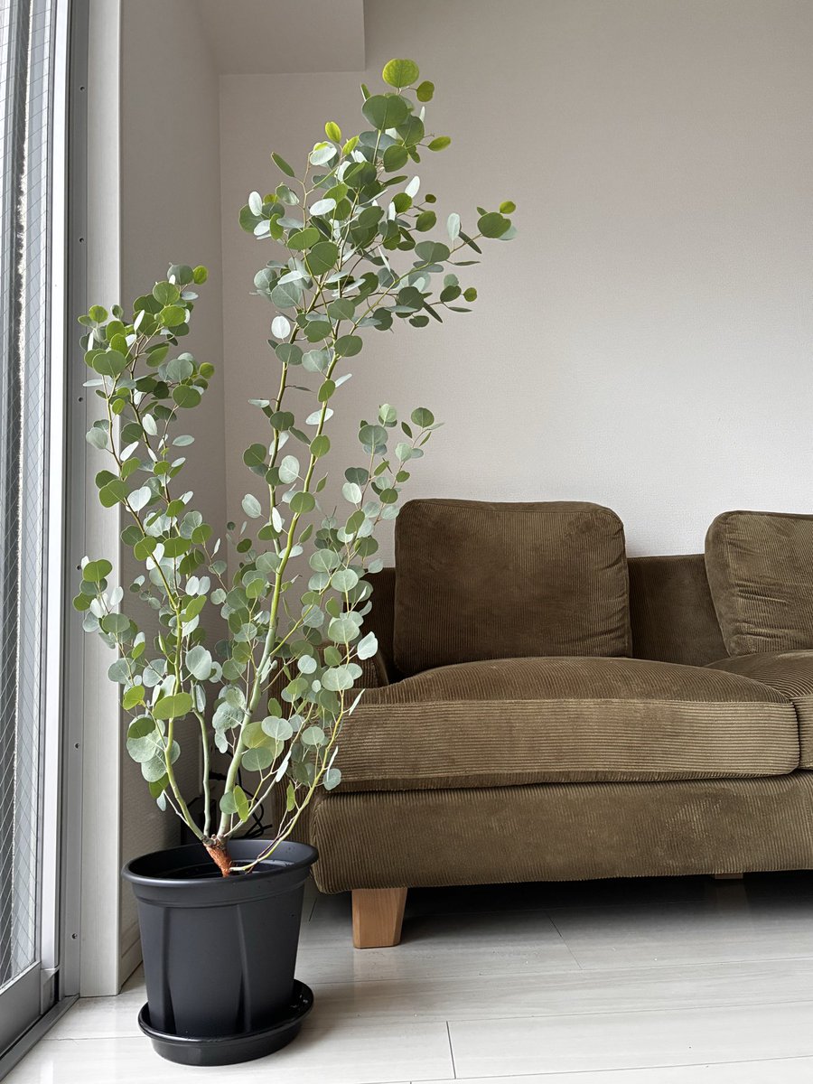 ユーカリポポラスleaf⭐︎*leaf shower** リーフシャワー ユーカリポポラス 葉っぱ50枚 ドライフラワー