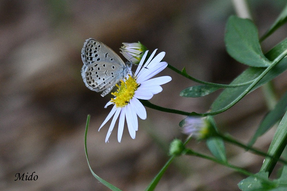 Pale Grass Blue #butterflies #butterflyphotography #wildlife #wildlifephotography #Tokyo #Japan