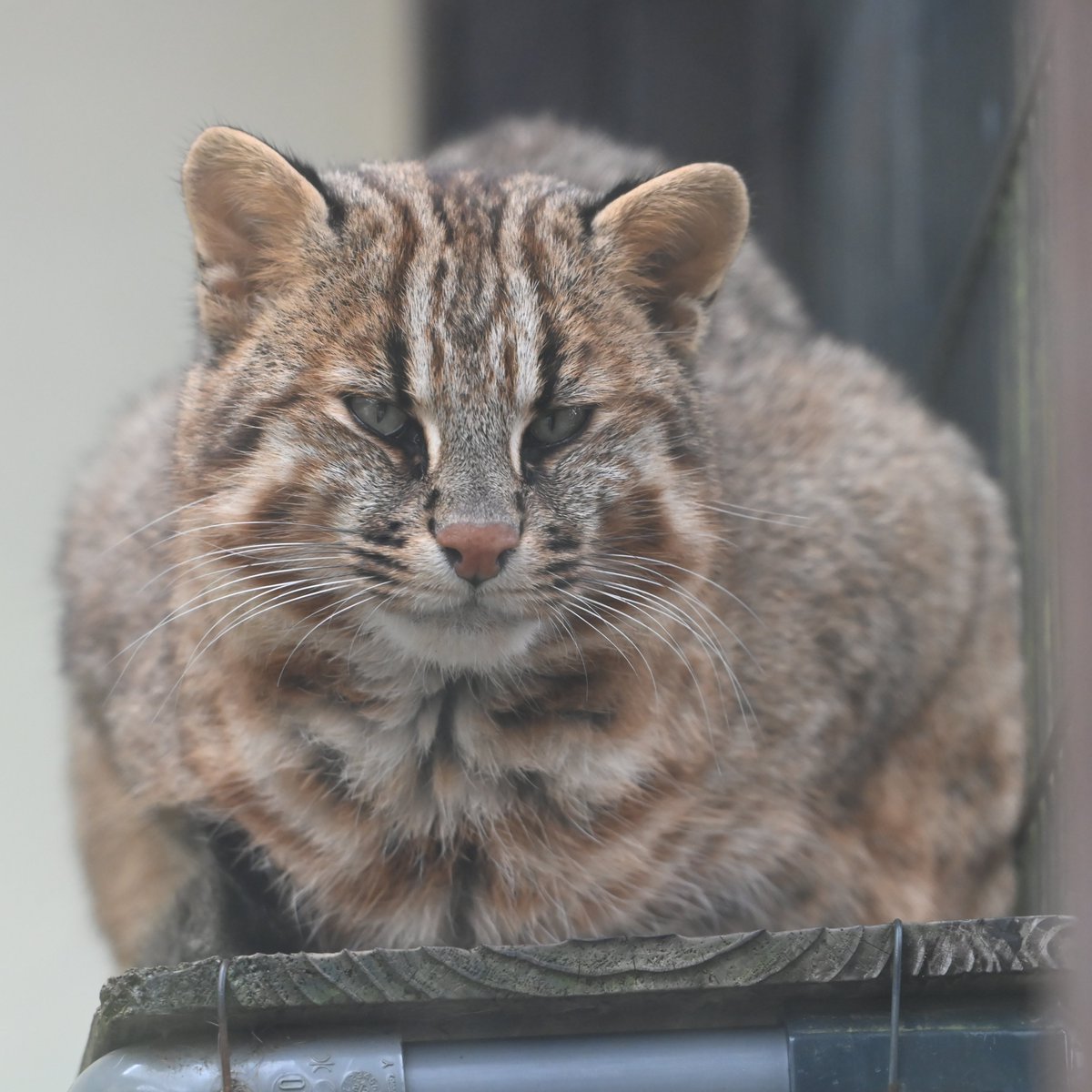 おなかイタいさん（せつあき） on X