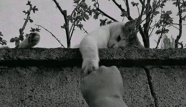 "زندگی میں کچھ لوگ ایسے بھی ہوتے ہیں جو وعدے تو نہیں کرتے مگر نِبھا بہت کچھ جاتے ہیں۔"🏵️🥀