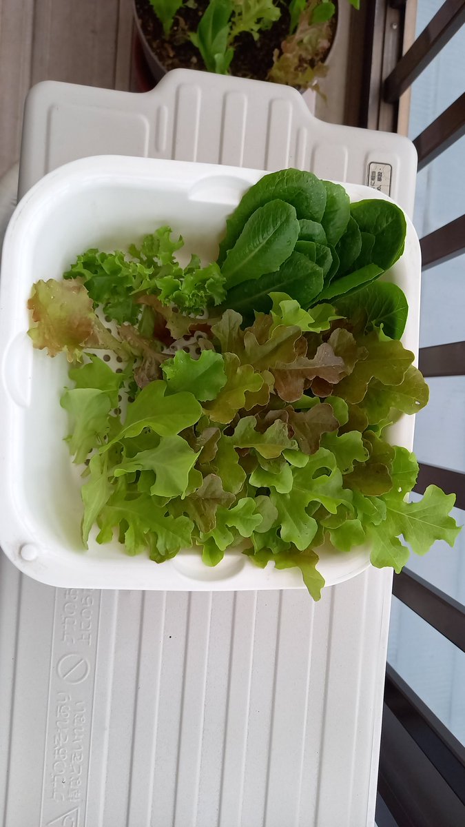 ネギ男 (@nicchihi007) / Posts / X