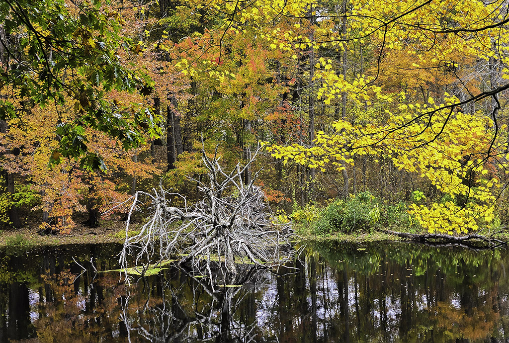 RothGalleries's tweet image. New England #fall colors and foliage #reflection at the Elm Bank Reservation in #Wellesley, #Massachusetts. Good light and happy photo making! ExploringTheLight.com #autumncolors #newengland #artwork #photography #fineartphotography #autumn #landscapephotography