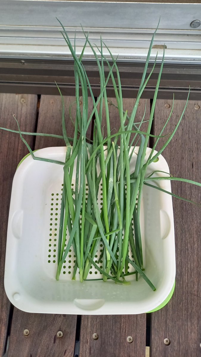 ネギページ ネギ男 (@nicchihi007) / Posts / X