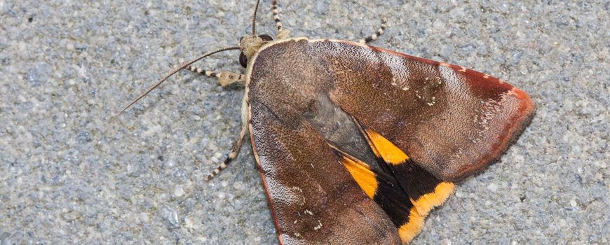 Botanische tuin wordt mottenhotspot: De eerste prefect van de Hortus botanicus Leiden begon ruim vier eeuwen geleden met de aanleg van een plantencollectie die inmiddels meer dan 17.000 planten omvat. De nieuwste prefect hoopt hier met natuurlijk… dlvr.it/TNtlld