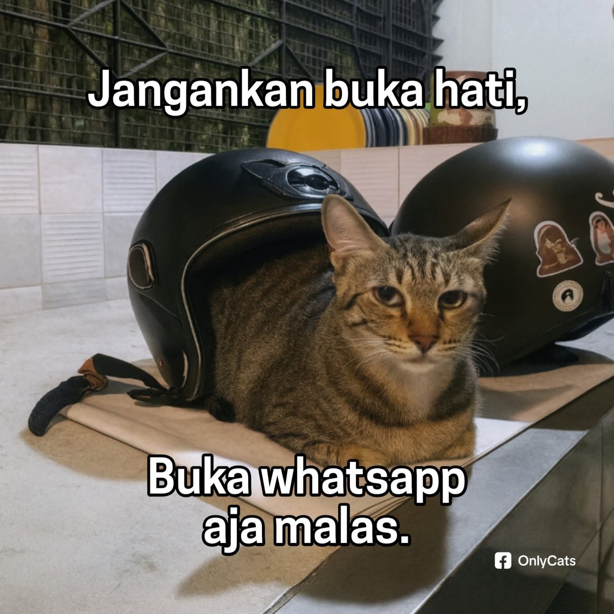 KucengTerbanggg's tweet image. 