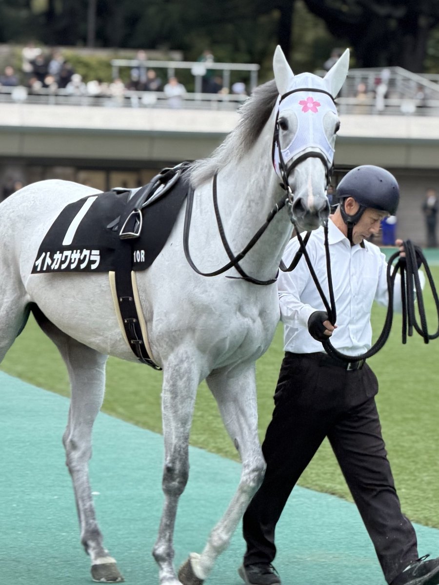 sakaraページです♡ さぎやまはなガーベラ「セス」 | tokyo_shokubutsu_zufu