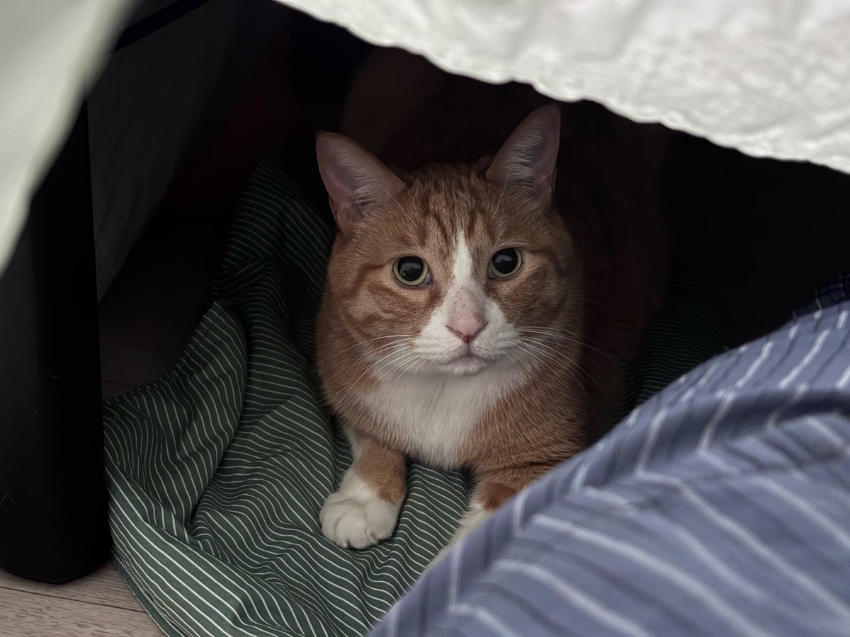 코타츠 산지 한달 넘었는데 
맨날 무서워서 피해다니다가 오늘 맛보니까
절대 안나옴 계속 저표정으로 있길래
무서워서 안나오는줄알고 꺼냈는데
무슨 껌마냥 후다닥 다시ㅋㅋㅋ들어감