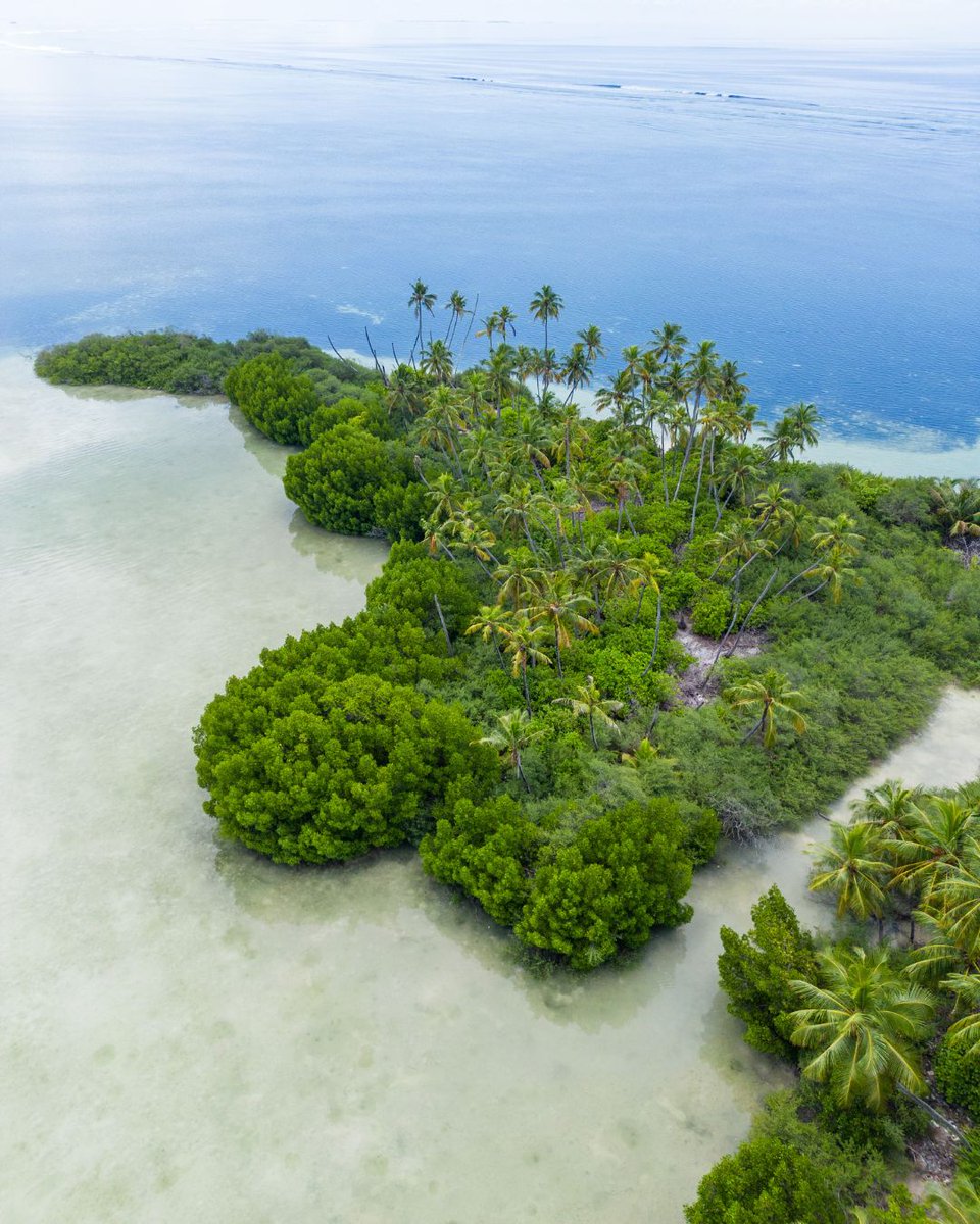 Where lush greens meet endless blues — a hidden tropical gem surrounded by serenity. 🌴💙

#islandrooms #staylocal #maldivesgetaways #visitmaldives