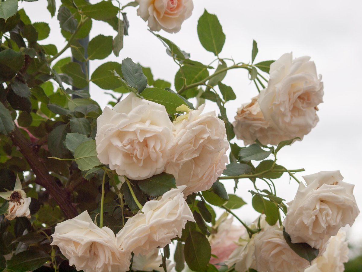 烏山バラ ひろりん♪ on X