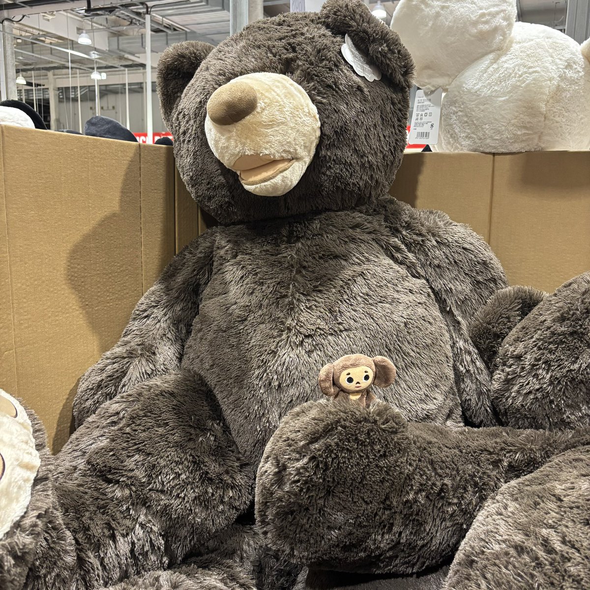 ♡チェブラーシカ♡です✩.*˚ Чебура́шка（ﾁｪﾌﾞﾗｰｼｶ） (@Tripper_Chebu) / Posts / X