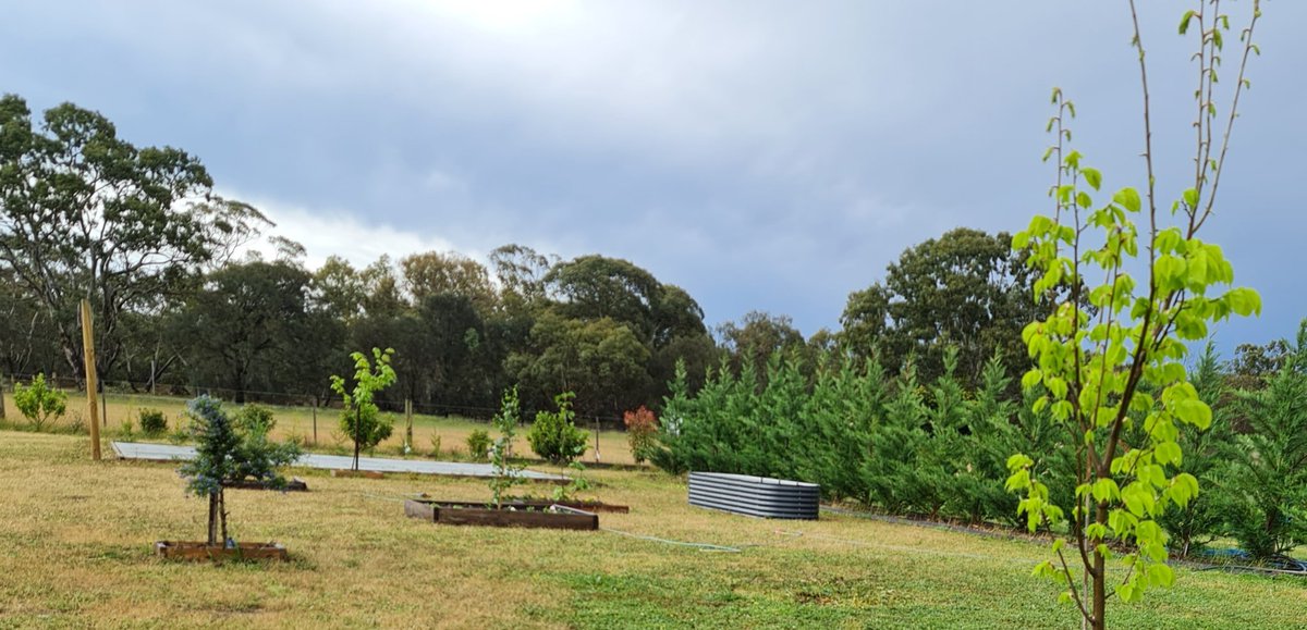 mnqw443's tweet image. New outdoor space! 
Plan include an open fire area, pizza oven, and veggie garden. Today, I planted Silver Birch, Magnolia, Japanese Mapple, and Blue Pacific. One raised garden assembled, two more to go—lots of landscaping ahead! 🌿🔥🍕 #GardenGoals #landscaping