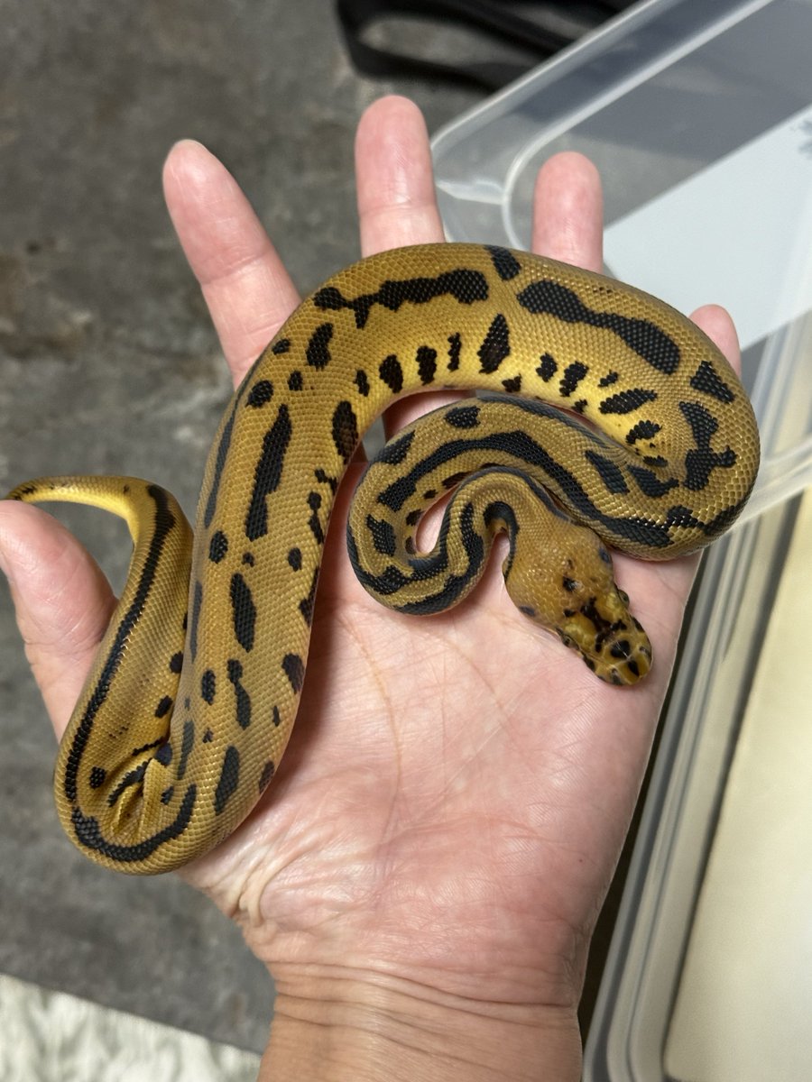 asahi_royals's tweet image. ONE販売個体①
1.0 Blade Batman het DG
(Blade Spotnose Leopard Clown het DG)
#ONE2025 
#αRsCB 
#Ballpython 
#ボールパイソン 
#事前売約可