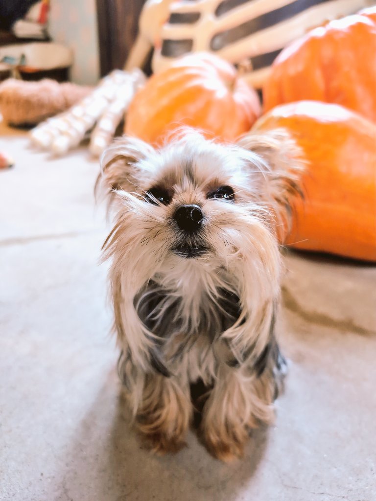 ハロウィン直前のクマカフェさん🧸👻🎃💀
今日はハロウィン限定メニューのチキンカレーポットパイ。サラダとオバケパン、コーヒーか紅茶のセットです☺️
オバケパン、ムンクの叫びみたい😅でも美味しいパンなのです💕
ぺぺちゃんは今日も可愛かった🥰🥰
 #クマカフェ
 #胎内市