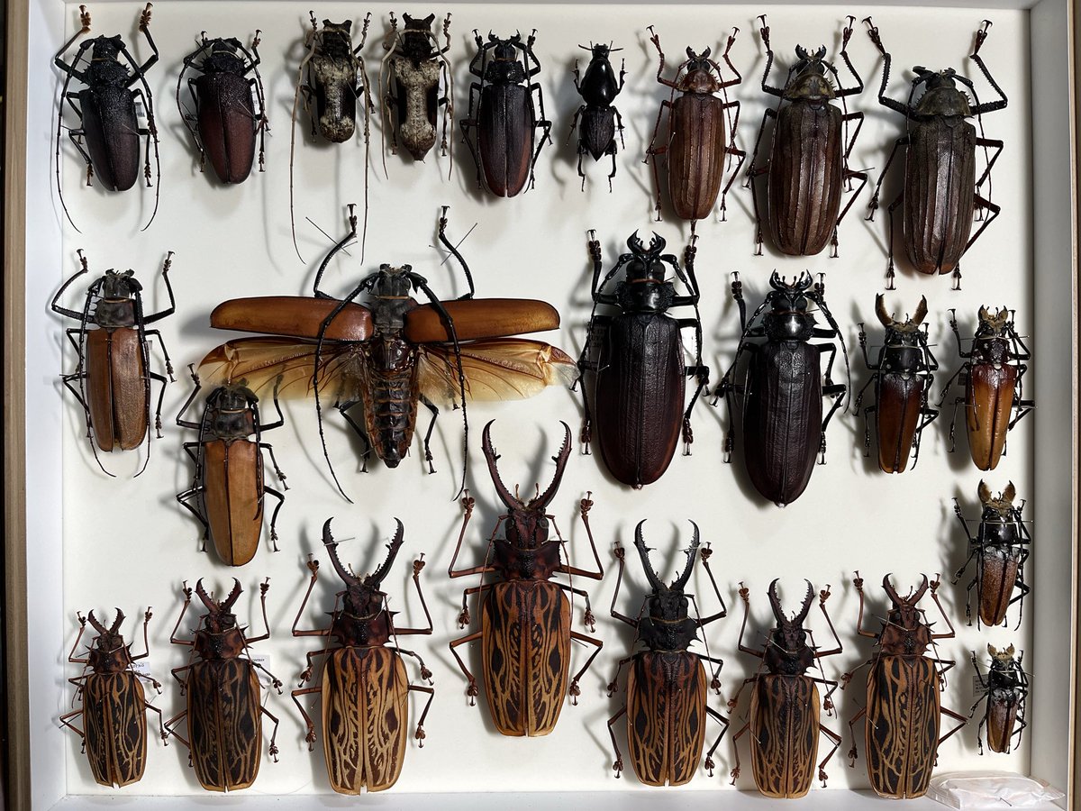 しむしむ 00-01 KAWASAKI NINJA ZX12 ZX12R Rear Back Swingarm Swing Arm