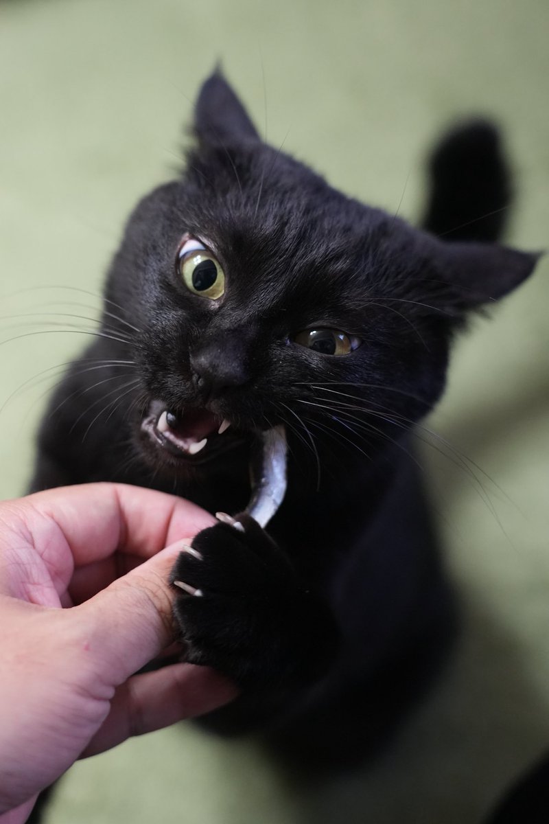 黒猫 黒猫つくねちゃん太しっぽ on X