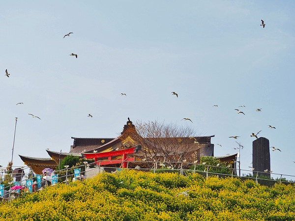 ウミネコだらけの神社で見事に「ウン」をつけていただきました（涙）！【珍寺大道場　蕪島神社/青森県】
chindera.com/aomori-kabushi…