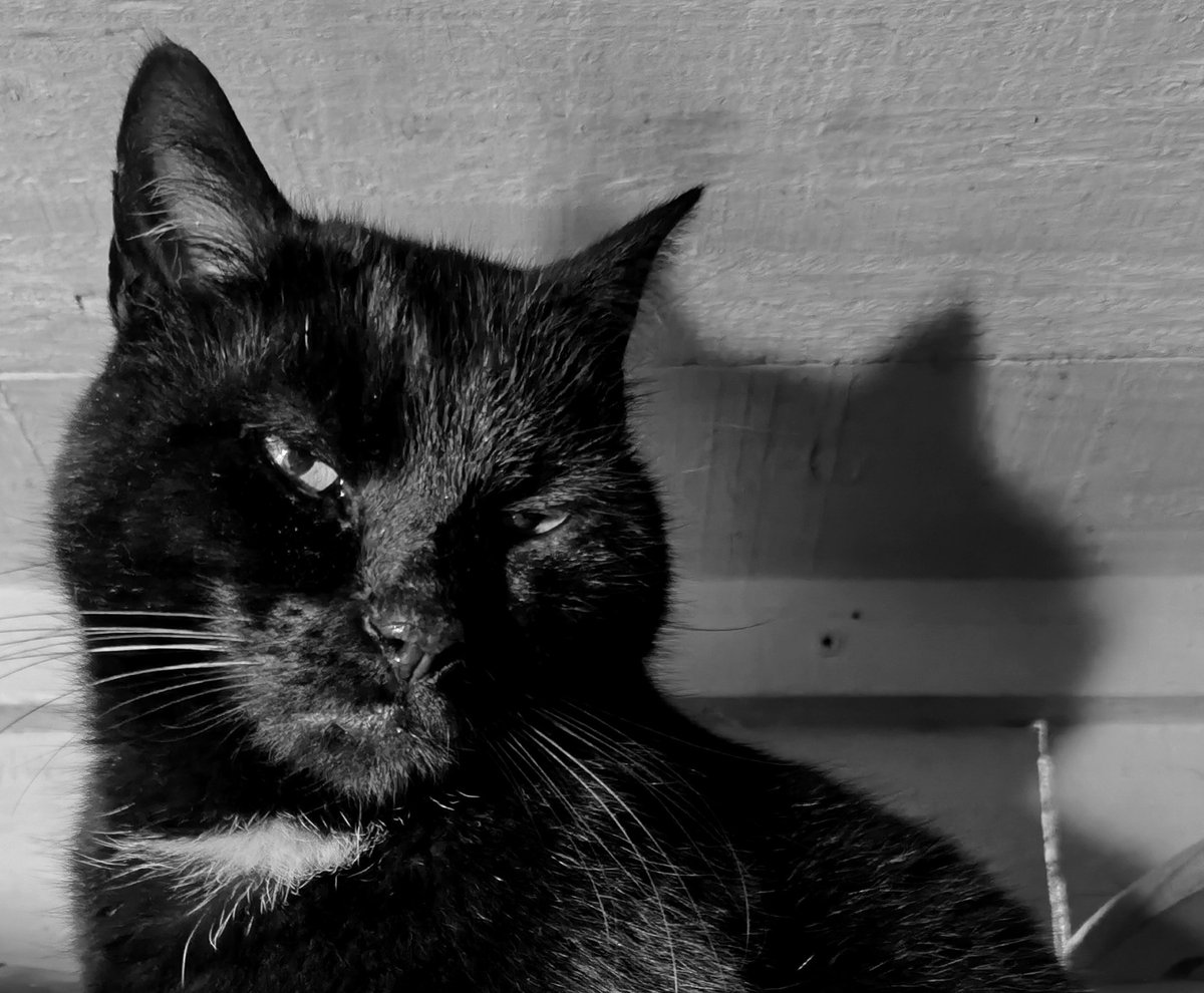 #CatboxSunday Good Morning from Mr Clubber 🐻 🐾 🐾🌄🍗🐻