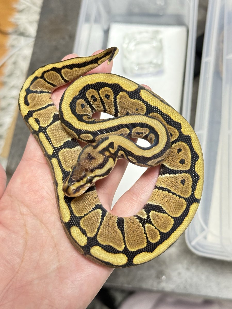 asahi_royals's tweet image. ONE販売個体②
0.1 Spotnose Blade dhet DG Clown
#ONE2025 
#αRsCB 
#Ballpython 
#ボールパイソン 
#事前売約可
