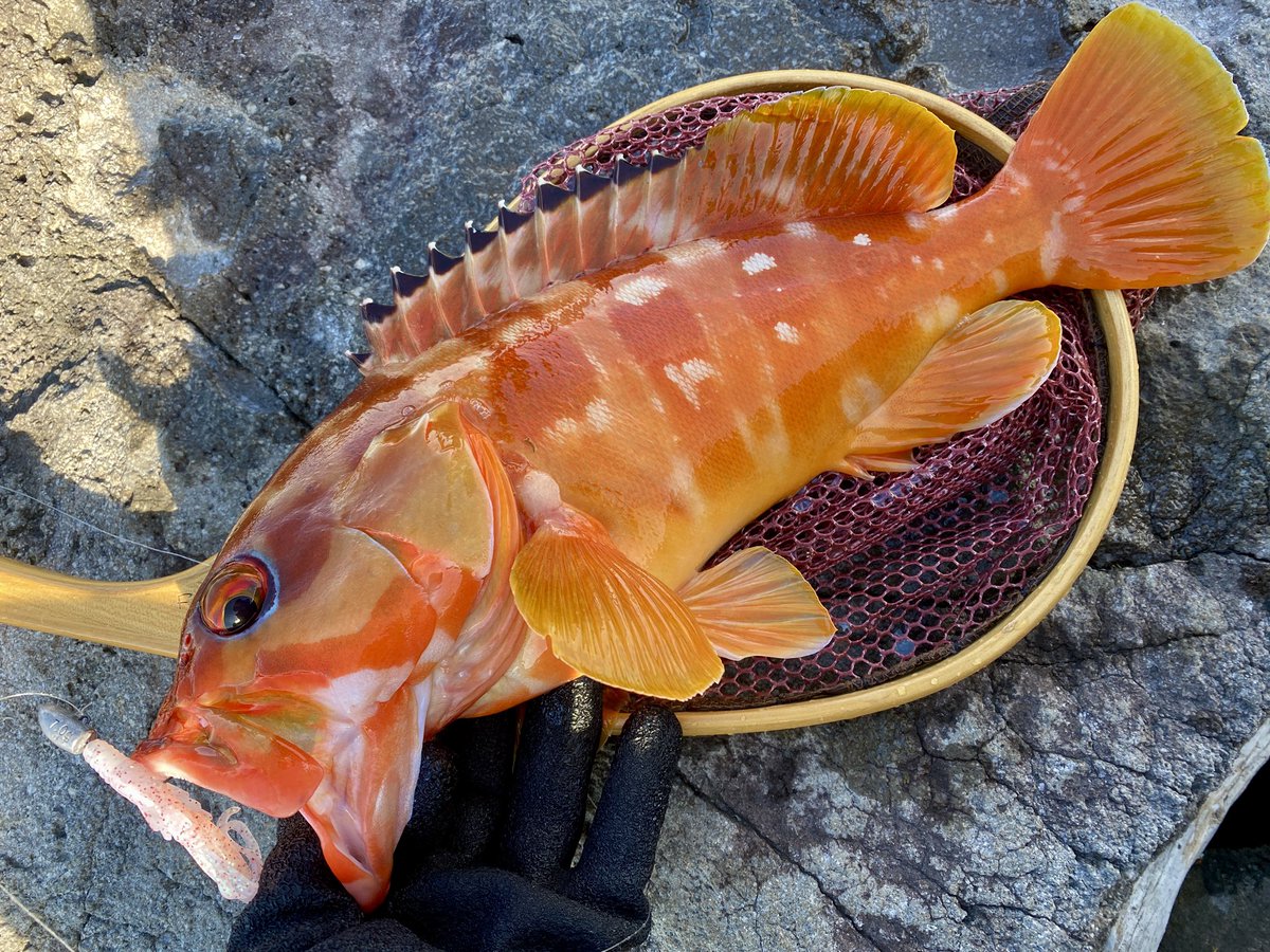 モンマジ (@MonkeyMagic1696) / Posts / X