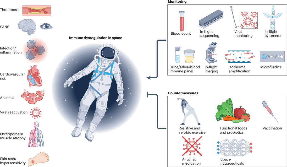 talius's tweet image. A #hitchhiker&apos;s #guide to the #galaxy of #space #immunology 

In light of space travel, scientists defined Astroimmunology to study how stressors (like microgravity and radiation) weaken the immune system, aiming to develop health countermeasures. scitechupdates.com/a-hitchhikers-…