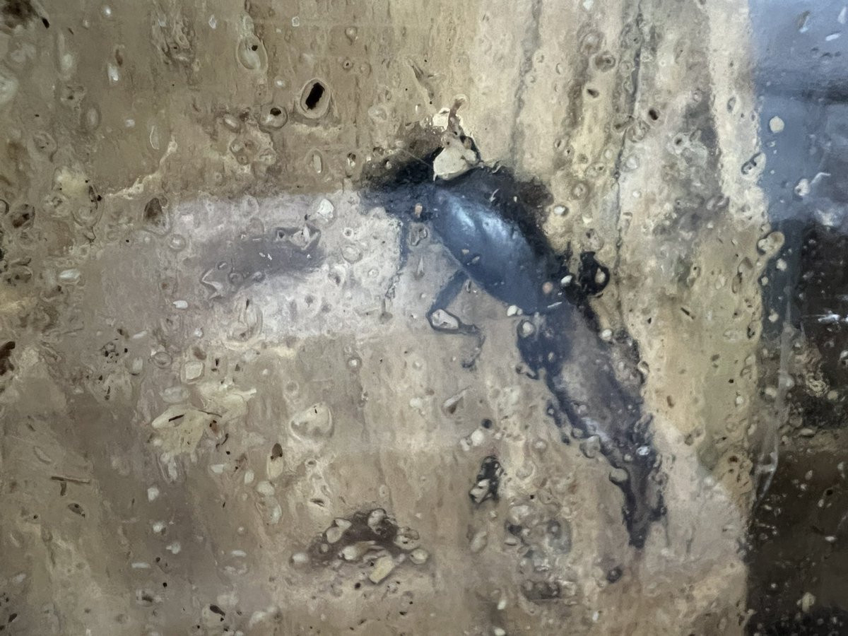 ウッディ。これで追加ゼロ😭