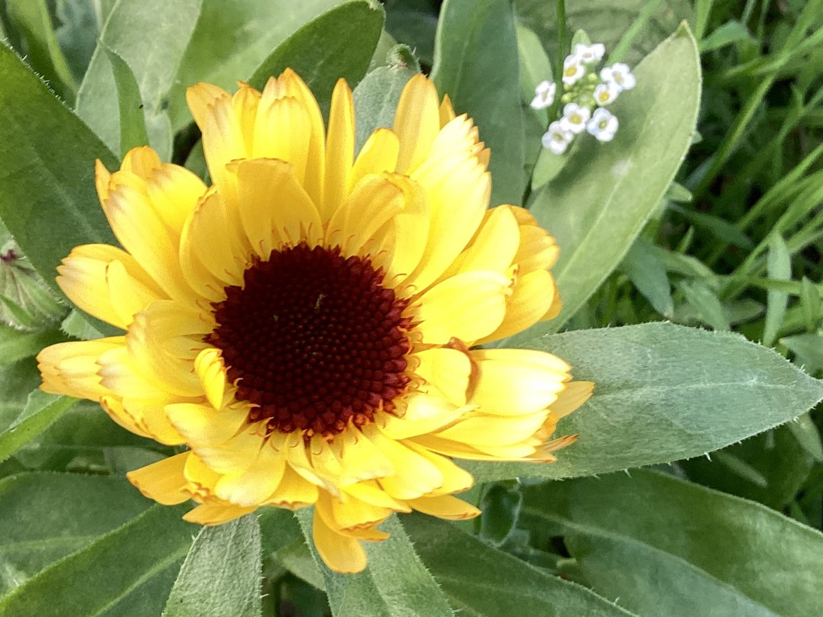 AntheaJames3's tweet image. #GoodMorningEveryone  Happy Sunday to you all, the lonely little #Marigold in the #AutumnSunshine. #SundayYellow