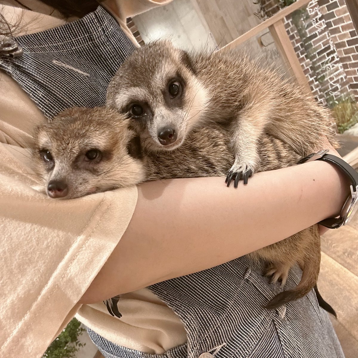 HARRY 横浜中華街店 on X