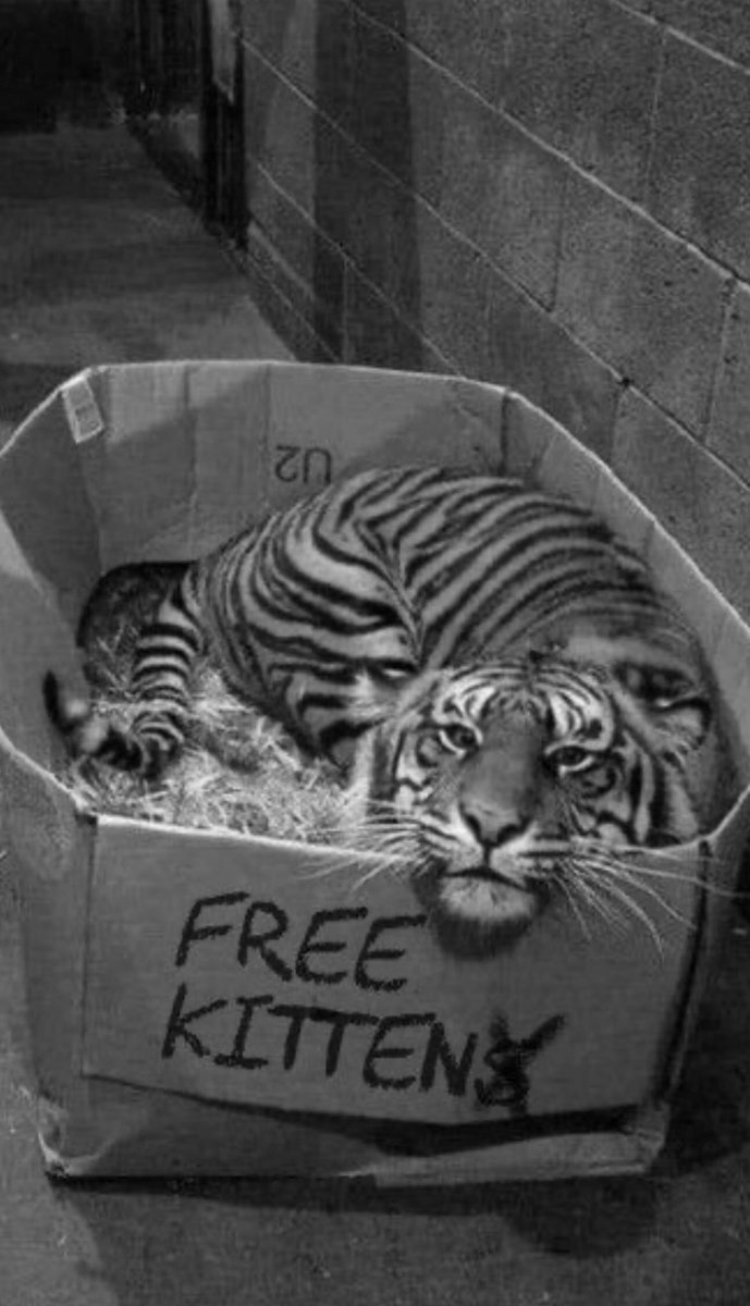 Gaticrypt0x's tweet image. Gm chat 🌅