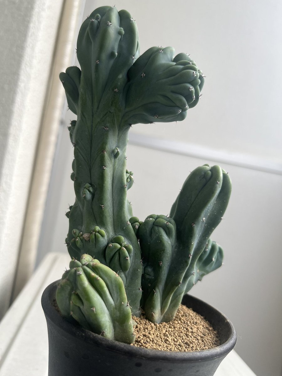 屋根裏の隠れ家ではないけど、緑に輝いてぽっかりと僕を照らしてますわ。