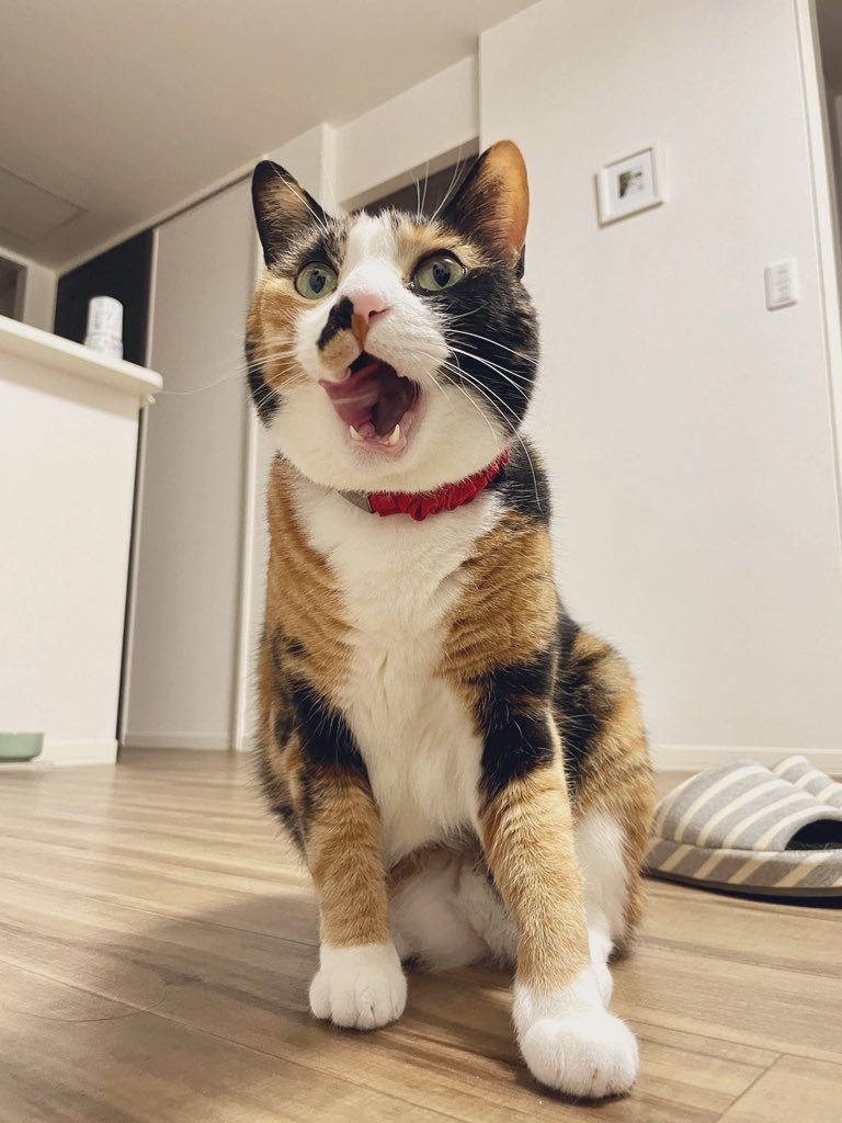 我が家は信玄餅食べてる最中に呼ばれたのかな？