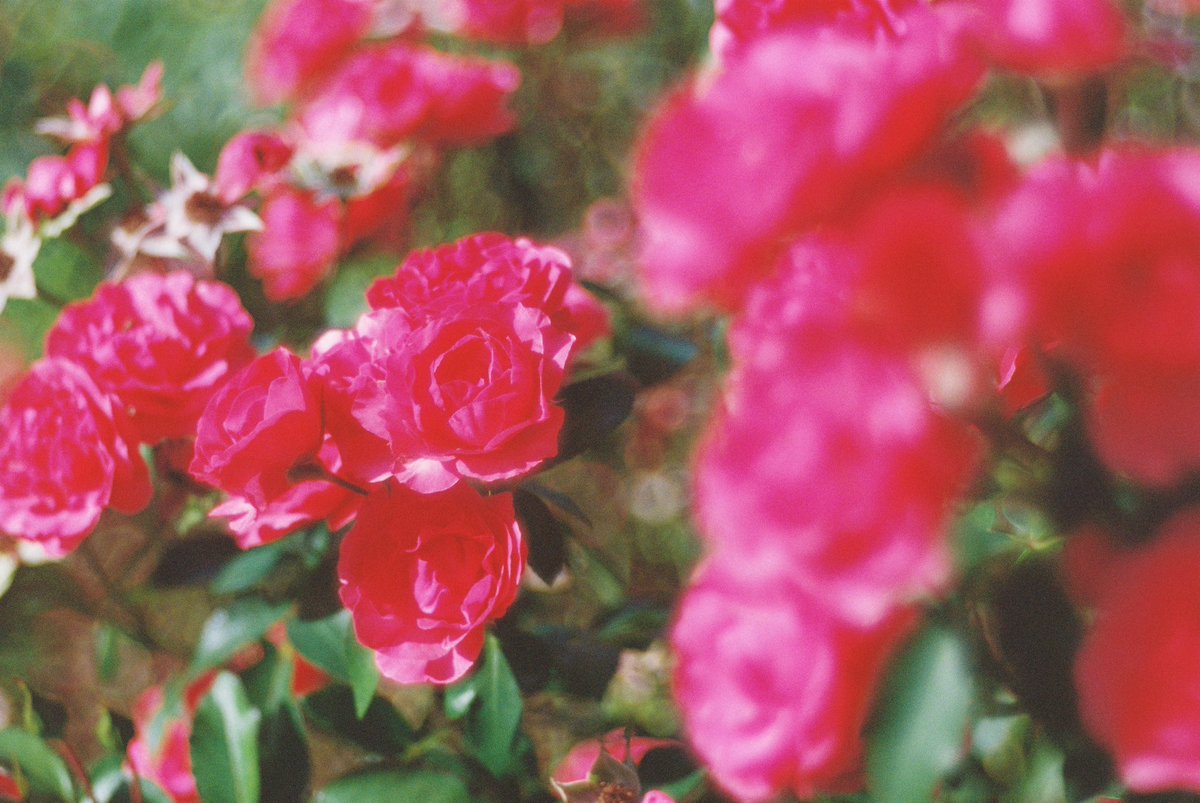 彷徨う旅人 on X