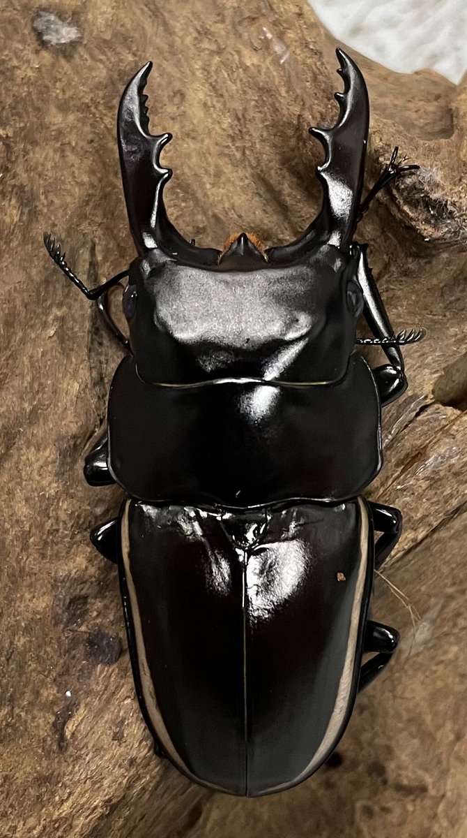 @Monsterさん、お取り置き商品 Monsterさん、お取り置き商品