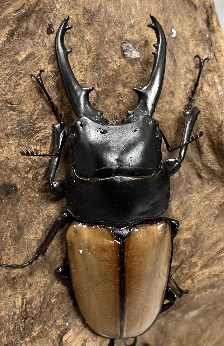 オオクワモンスター (@monster7_com) / Posts / X