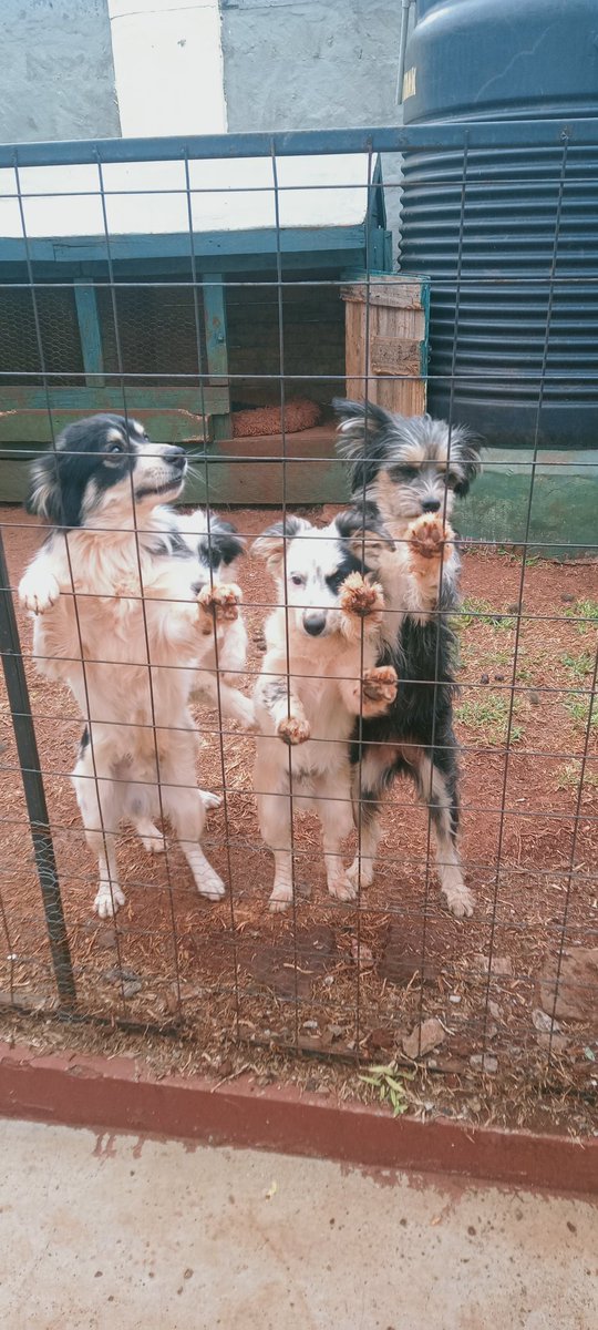 Smallzlethal's tweet image. Mnipe Doh Sasa,hawa washakuwa!!  #Maltese 

DM or call/text 0718095895